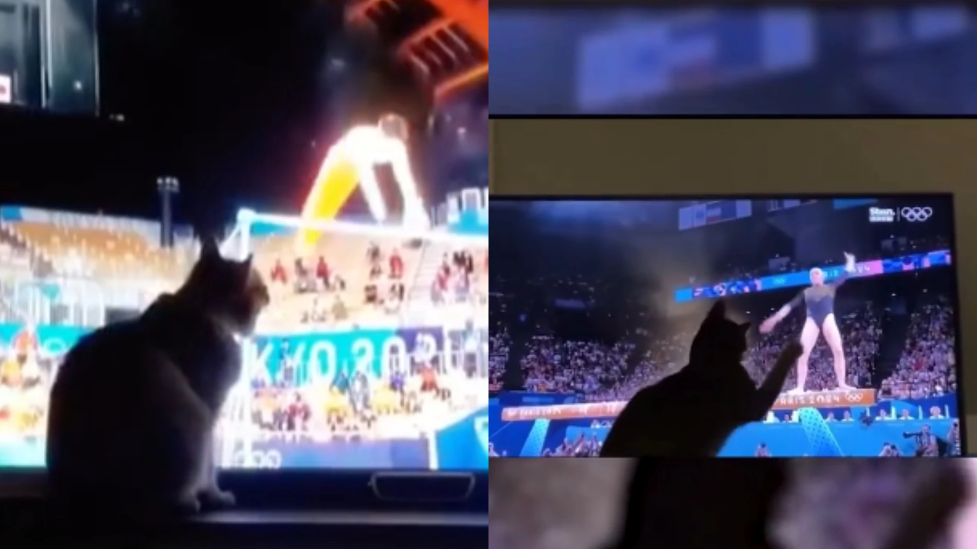 Los gatos se han convertido en protagonistas virales en estos Juegos Olímpicos