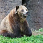 Un oso en un zoo