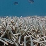 Gran Barrera de Coral