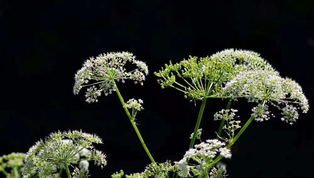 Cicuta venenosa