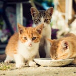 Según una investigación, solo el 51% de los felinos que viven en casa con sus dueños están identificados