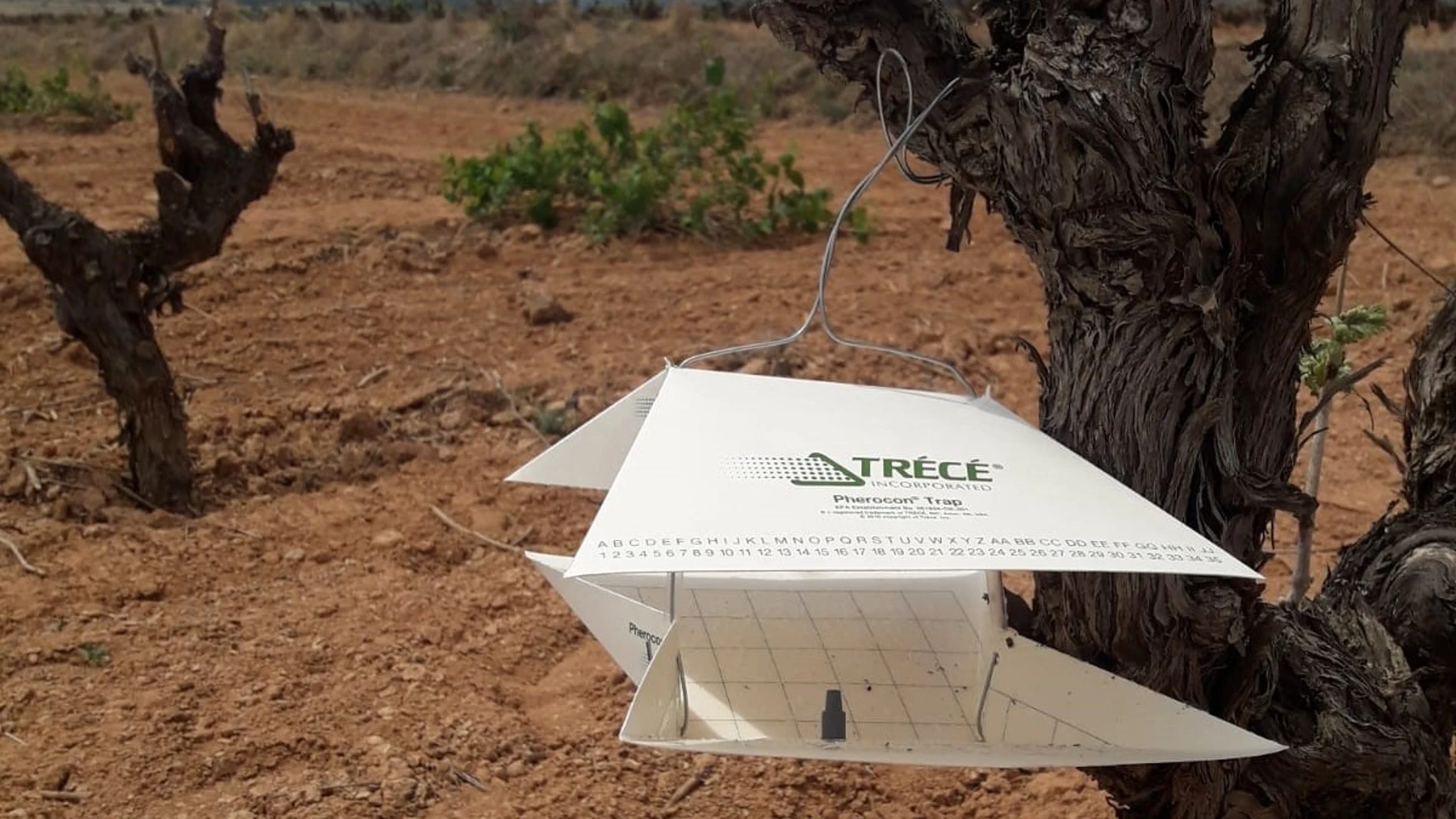 En 2024 se ha cubierto una superficie próxima a las 21.000 hectáreas de viñedo