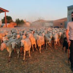 l pastor de Villamorco (Palencia), José de Mingo saca al rebaño al campo a pastar
