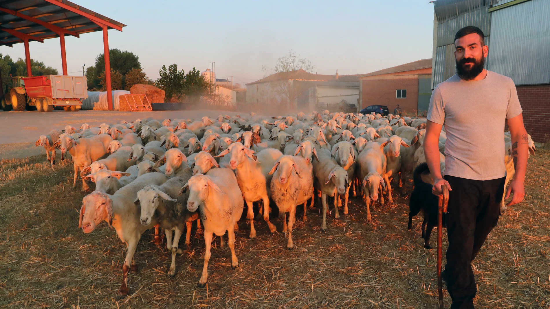 l pastor de Villamorco (Palencia), José de Mingo saca al rebaño al campo a pastar