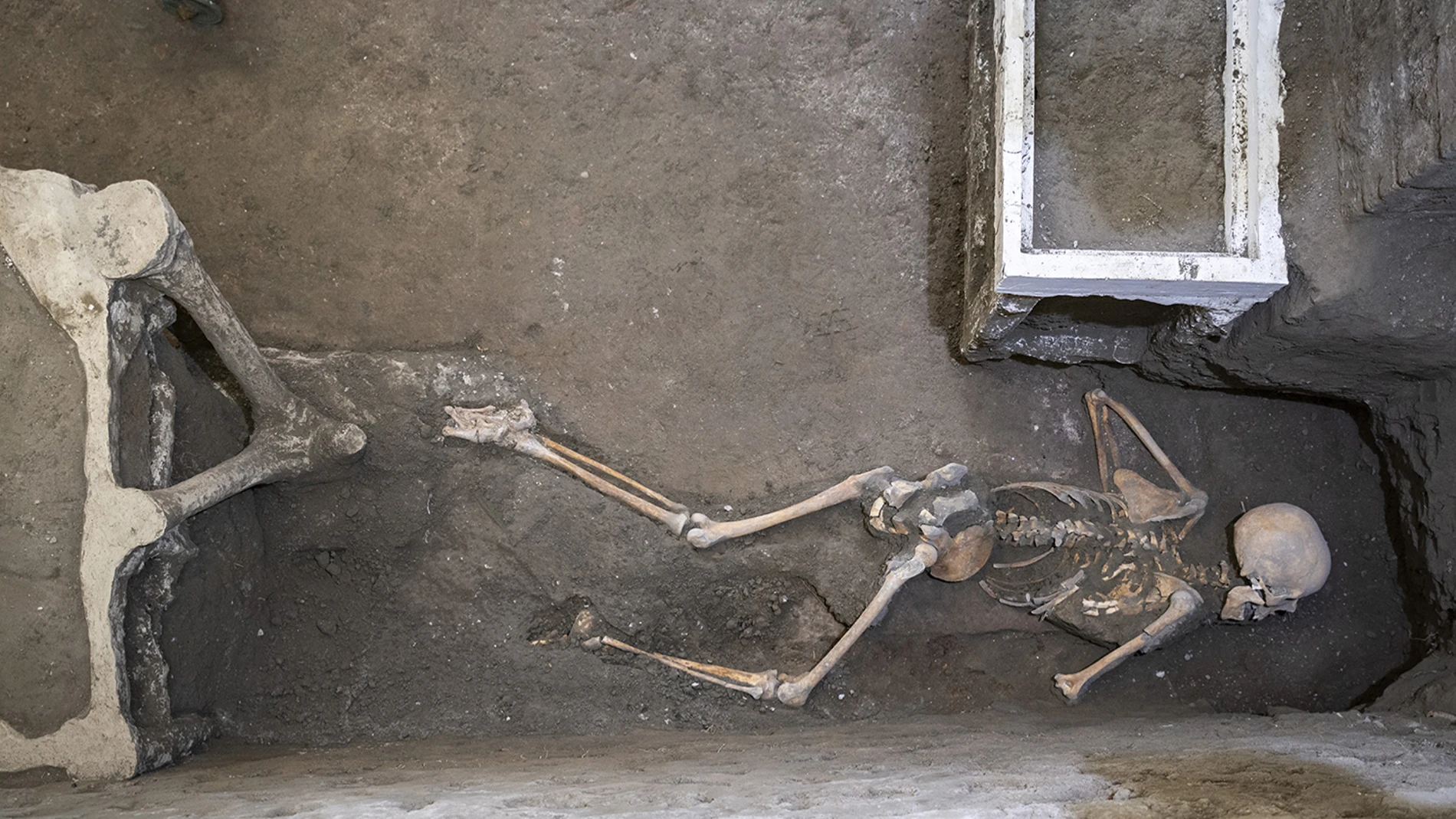 ROMA, 12/08/2024.-Las excavaciones que se realizan en el área arqueológica de Pompeya (sur de Italia), la ciudad destruida por la erupción del Vesubio en el 79 d.C, arrojaron nuevos hallazgos: dos víctimas de la erupción, un hombre y una mujer, que conservaba cerca de ella varias monedas de oro, plata y bronce, y algunas joyas, incluidos aretes de oro y perlas. EFE / Área arqueológica de Pompeya SOLO USO EDITORIAL/SOLO DISPONIBLE PARA ILUSTRAR LA NOTICIA QUE ACOMPAÑA (CRÉDITO OBLIGATORIO)