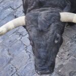 Continúa la búsqueda del toro desaparecido en Almenara (Castellón), que no está cerca del casco urbano