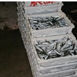Parte del pescado intervenido