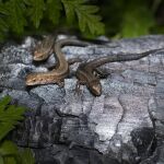 Lagartijas