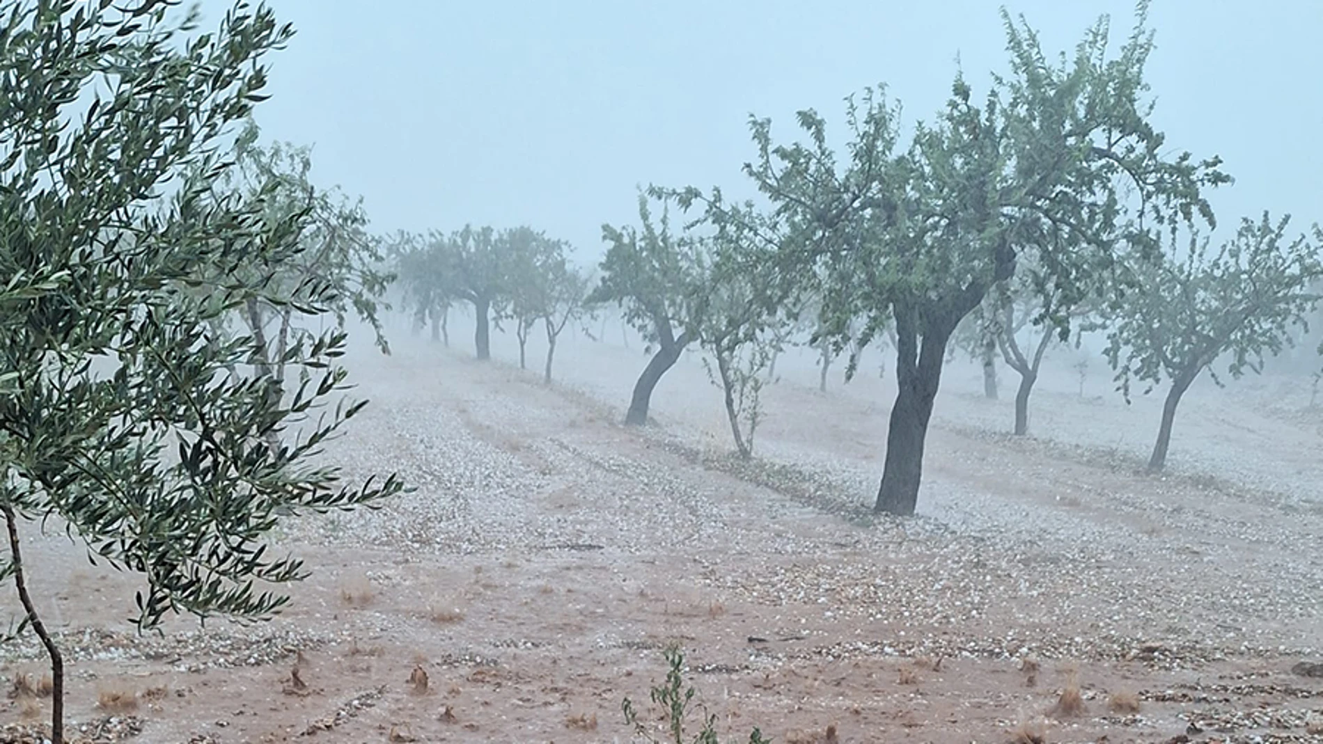 Almendras, olivos, naranjas y caquis: los principales daños de la DANA en la Comunidad Valenciana