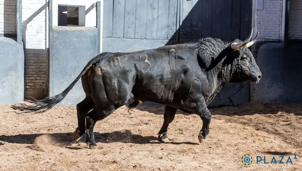 6º, "Rayito", nº 30