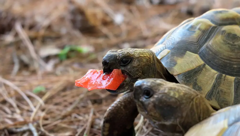 Tortuga comiendo sandía