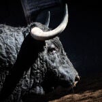 Estos son los imponenetes toros de José Enrique Fraile de Valdefresno para este 15 de agosto en Madrid