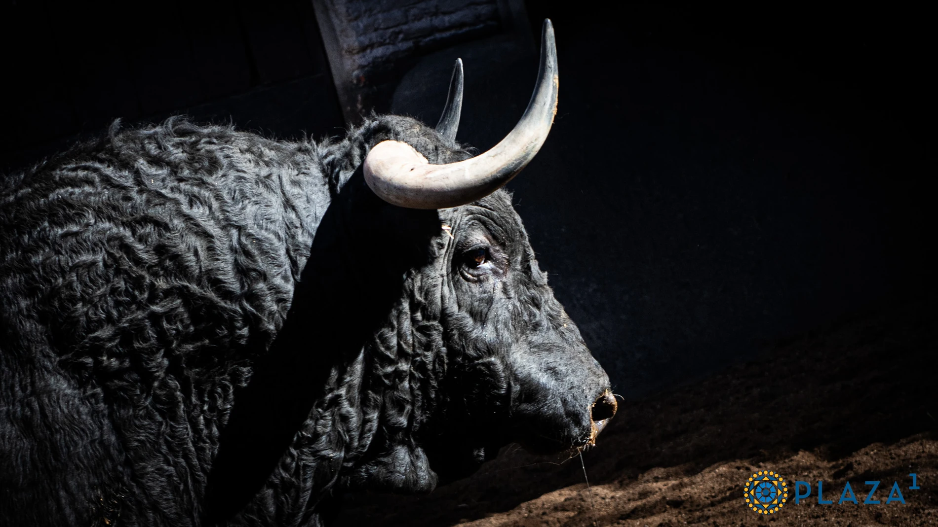 Estos son los imponenetes toros de José Enrique Fraile de Valdefresno para este 15 de agosto en Madrid