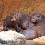 Una pareja de la especie de nutria más grande del mundo, Umi y Bruno
