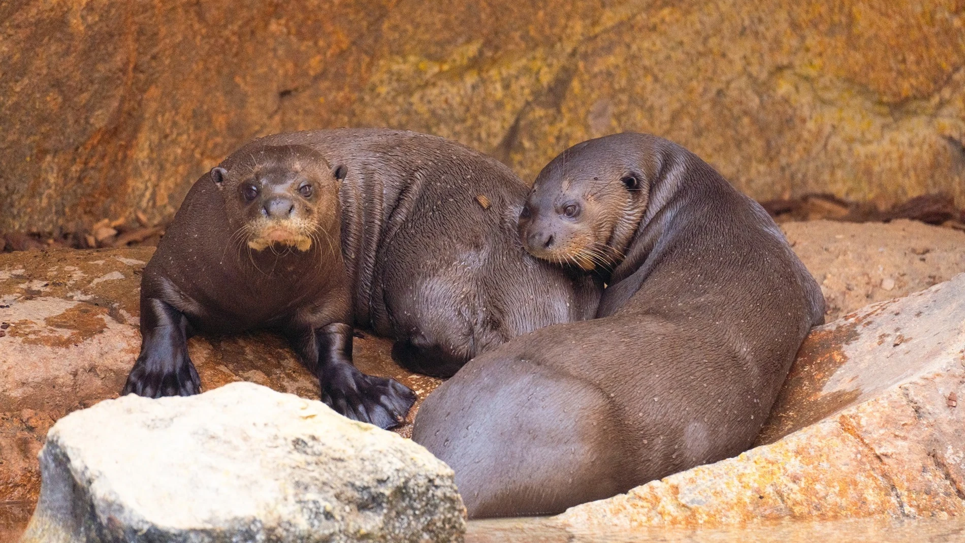 Una pareja de la especie de nutria más grande del mundo, Umi y Bruno