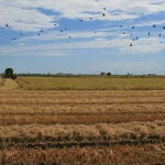 Imagen de un arrozal de l'Albufera, en Valencia