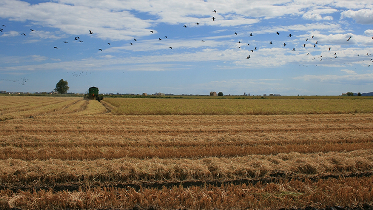 El Consell pide que Europa permita fitosanitarios para arroz como los de países terceros