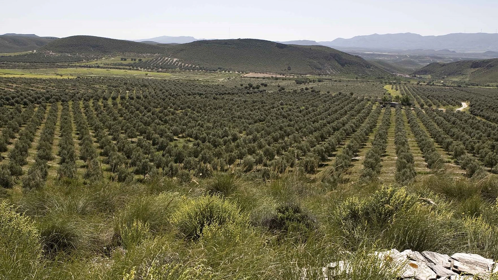 La patronal destaca el «importante esfuerzo» de los productores almerienses de aceite
