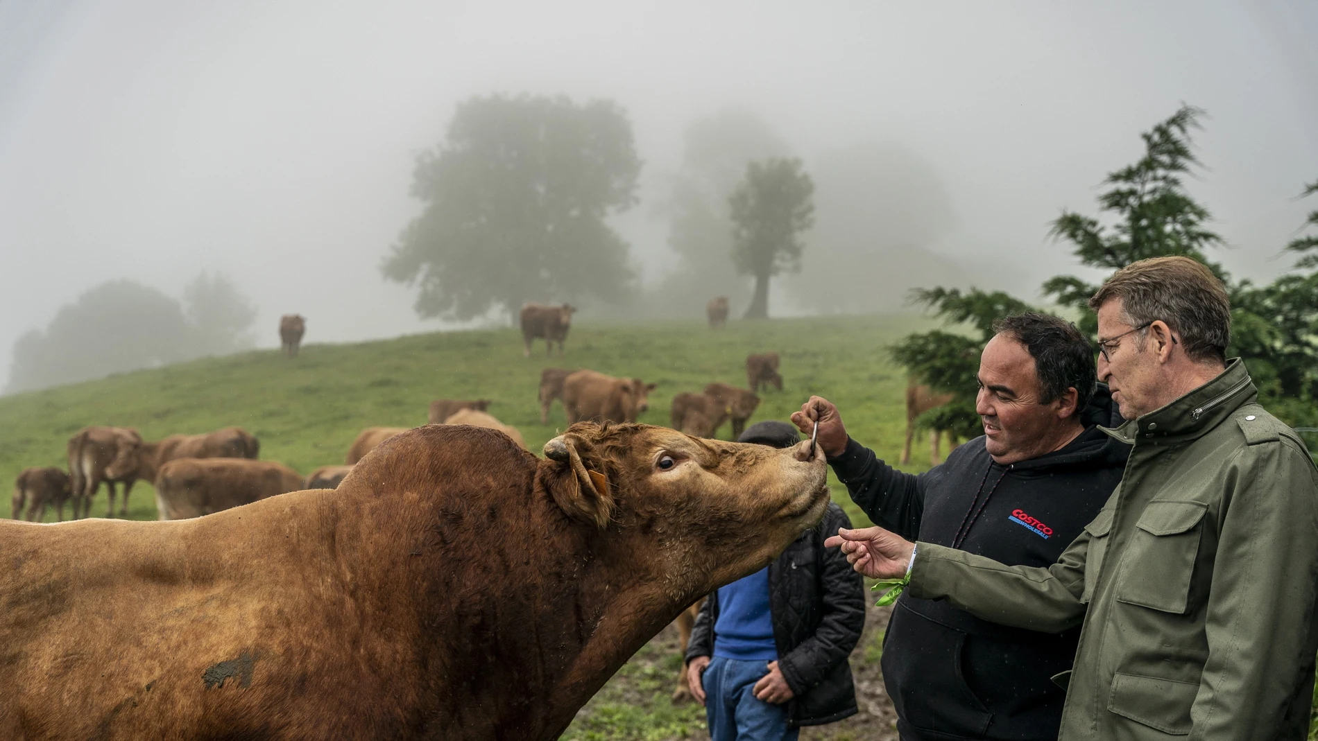 El presidente del PP, Alberto Núñez Feijoó (d), visita la ganadería "El Cerrillo" en Ruesga (Cantabria).