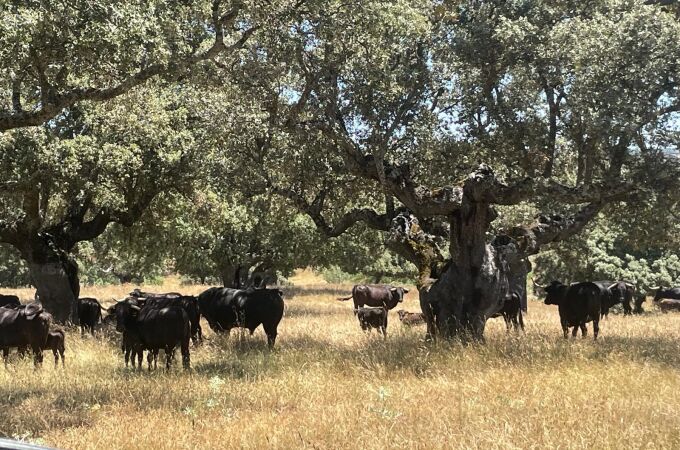 Ejemplares de toros bravos de una ganadería en la Comunidad Ejemplares de toros bravos de una ganadería en la Comunidad