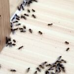 Plaga de insectos en un hogar.