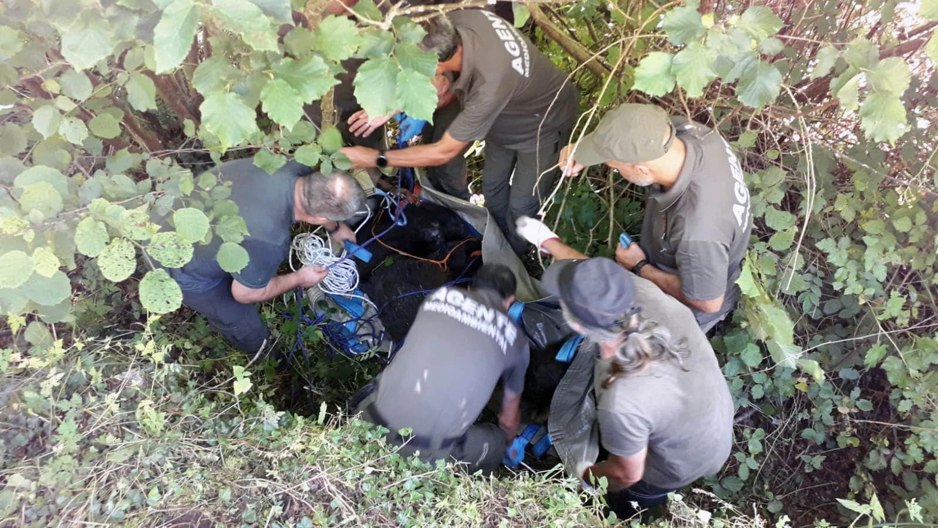 SOMIEDO (ASTURIAS) 19/08/2024.- Agentes del Medio Rural y de la Guardia Civil han participado este lunes en el rescate de un oso herido, aparentemente en sus dos patas traseras, que fue avistado ayer cerca de la parroquia de Aguino, en Somiedo, por algunos vecinos, han informado a EFE fuentes de la Consejería de Medio Rural y Política Agraria. EFE/ Prensa Principado SOLO USO EDITORIAL SOLO DISPONIBLE PARA ILUSTRAR LA NOTICIA QUE ACOMPAÑA (CRÉDITO OBLIGATORIO)