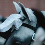 El caballo reclama el protagonismo en Las Ventas
