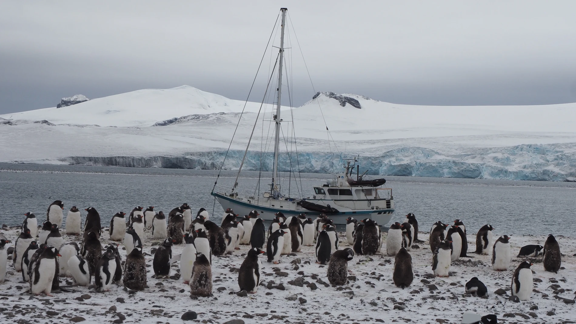 El velero de la expedición Australis ante una colonia de pingüinos en la Antártida