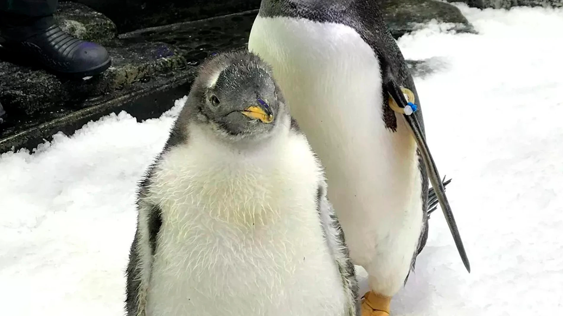 SÍDNEY, 22/08/2024.- Sphen, el pingüino que saltó a la fama en 2018 después de que él y su pareja del mismo sexo Magic se convirtieran en padres de una cría que ellos mismos incubaron, murió a la edad de once años, según informó este jueves el acuario SEA Life de la ciudad australiana de Sídney. EFE/SEA Life Sydney *****SOLO USO EDITORIAL/SOLO DISPONIBLE PARA ILUSTRAR LA NOTICIA QUE ACOMPAÑA (CRÉDITO OBLIGATORIO) *****