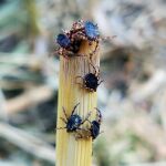 Extremadura confirma un caso de fiebre hemorrágica por virus Crimea-Congo en el área de Plasencia