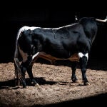 Estos son los toros de Benítez Cubero y Pallarés para esta tarde de rejones en Madrid