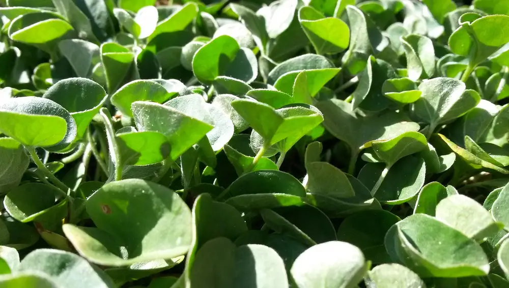 Dichondra repens