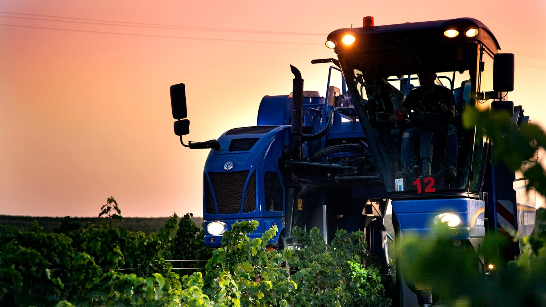 Vendimia Nocturna de la Bodega Cuatro Rayas
