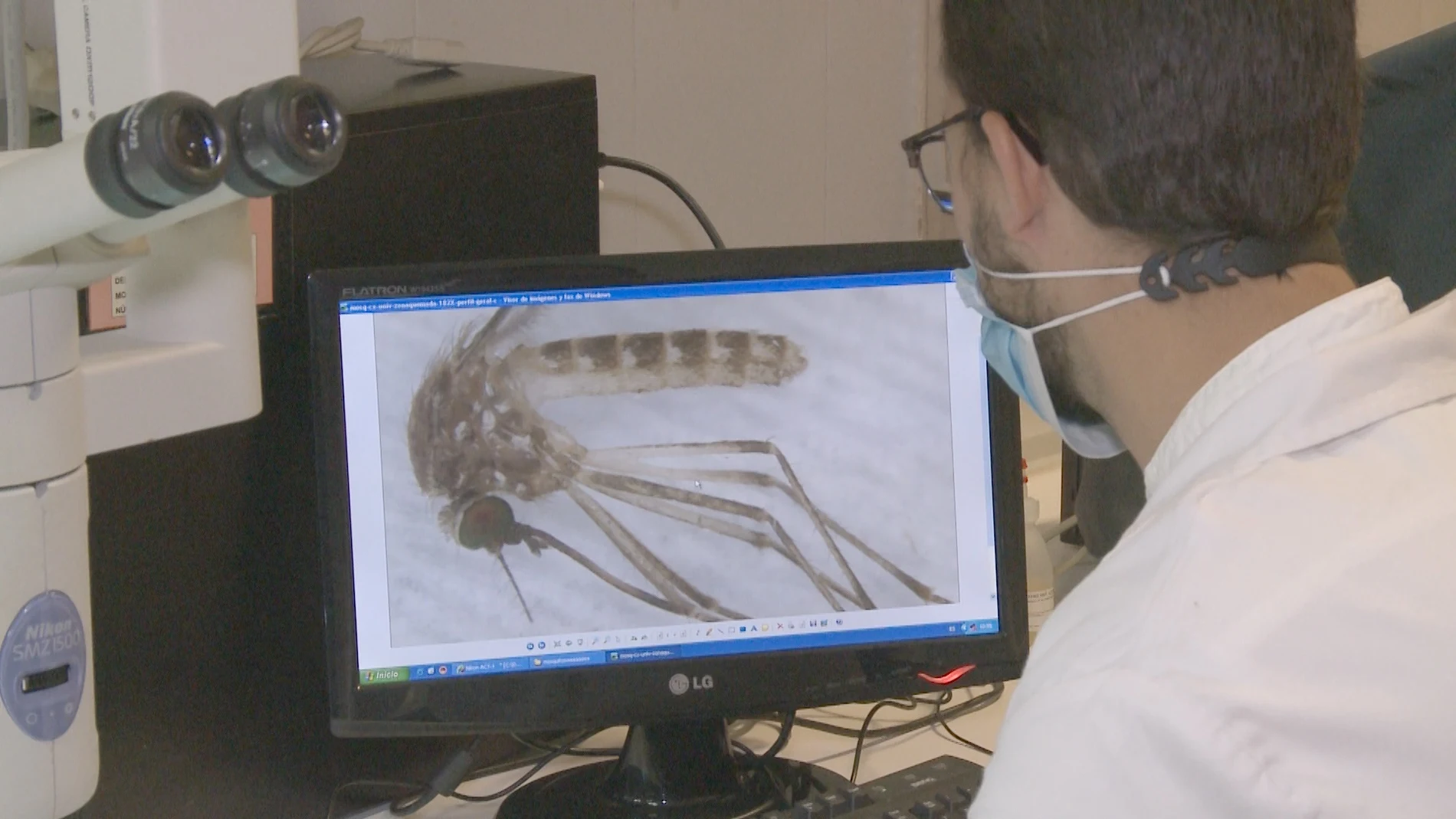 Los mosquitos de la familia Culex son los responsables de la transmisión del virus del Nilo Occidental
