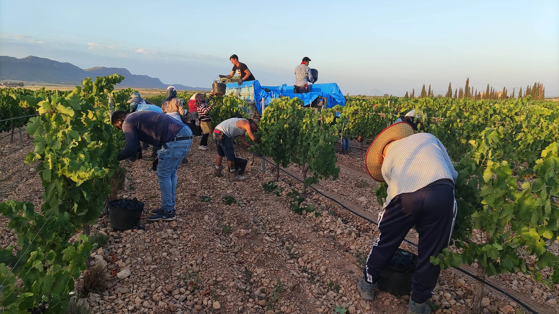 Comienza la vendimia de la DOP Jumilla, una de las más largas