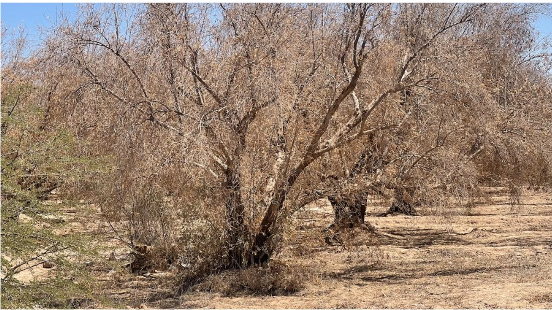 Olivar marroquí