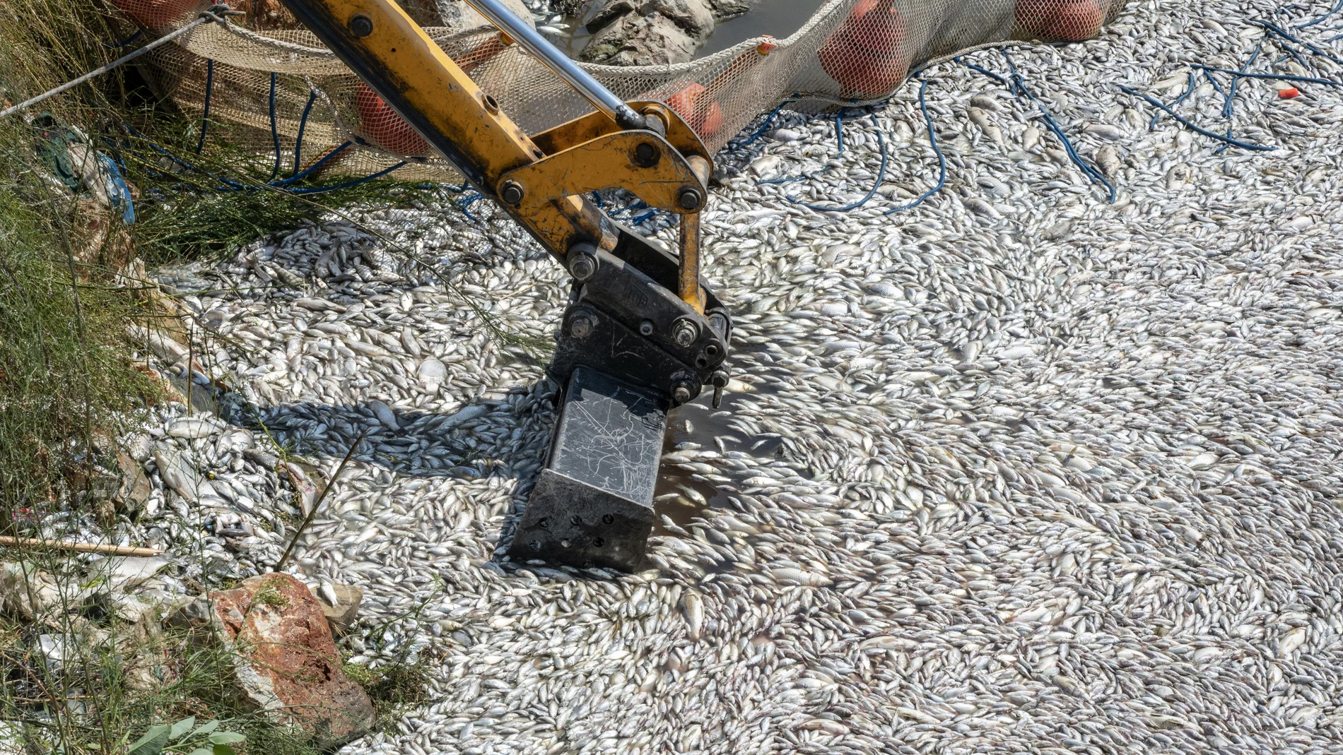 Una grúa recoge los peces en una red protectora en Volos