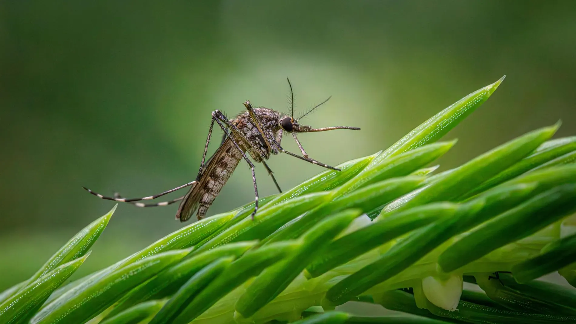 Imagen de un mosquito