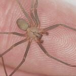 Los mitos y realidades alrededor de la peligrosidad de la araña violinista en España.