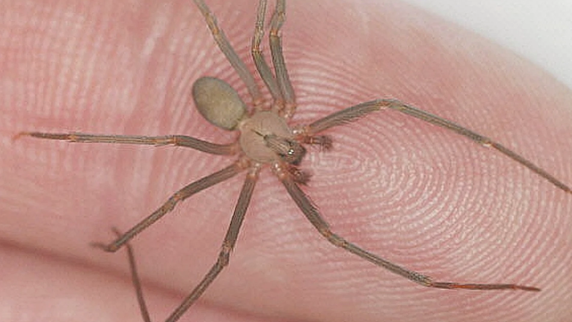 Los mitos y realidades alrededor de la peligrosidad de la araña violinista en España.