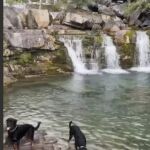 Los perros, mientras se bañaban frente a la cascada