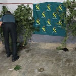 Plantas de marihuana en Aguilar de Campoo