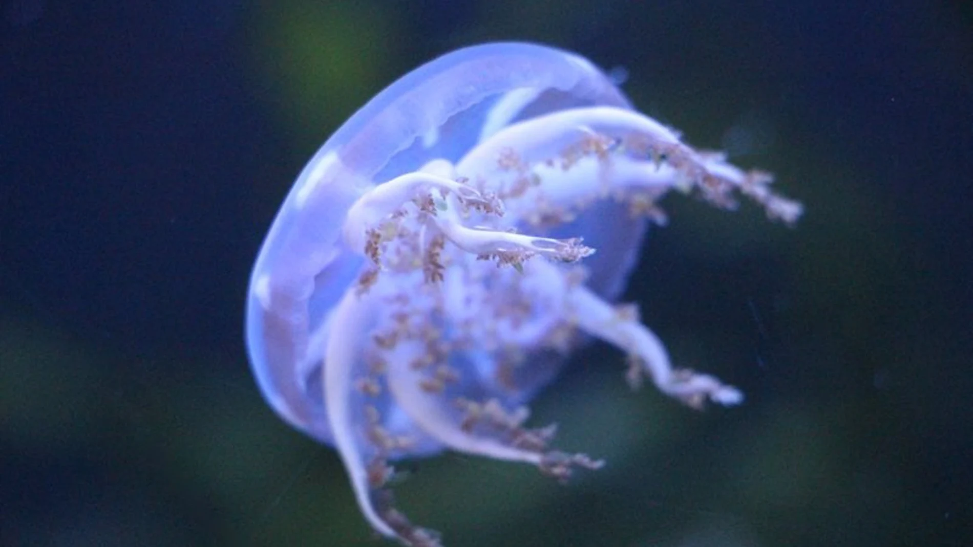 Las altas temperaturas y la sobrepesca favorecen el incremento de medusas en el Mediterráneo, según CSIC