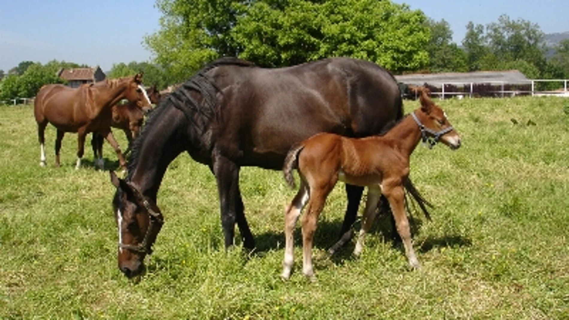 Caballos del Ejército de Tierra español