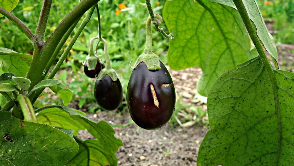 Cultivo de berenjenas