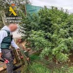 Plantas de marihuana cultivadas en la huerta de una casa en Santiurde de Toranzo - GUARDIA CIVIL