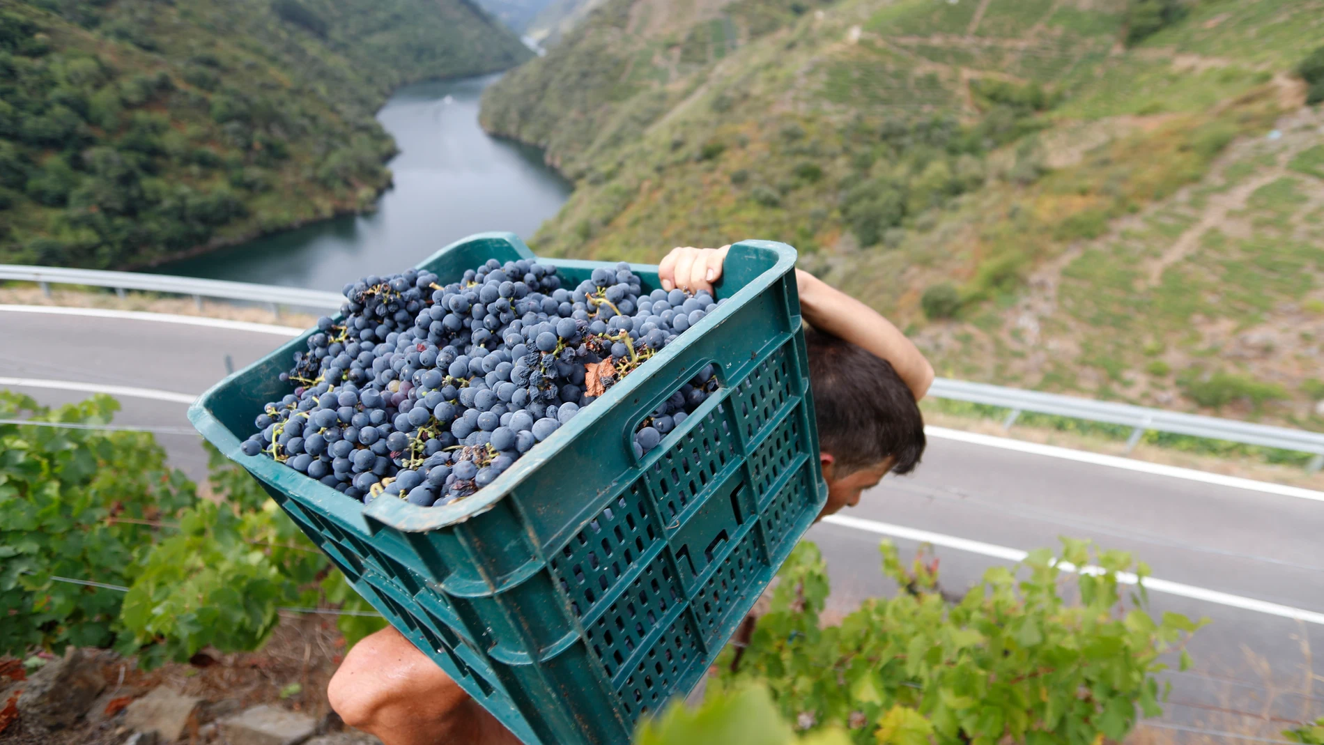 DOADE (SOBER) RIBEIRA SACRA (GALICIA), 06/09/2024.-Vista de la vendimia en la Ribeira Sacra (Galicia) este viernes, que se extiende por las principales zonas productoras del país, mientras las organizaciones agrarias denuncian el bajo precio al que los viticultores han de vender la uva y ya cifran las pérdidas en 1.500 millones de euros.-EFE/ Eliseo Trigo