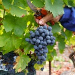 Vendimia en Castilla y León