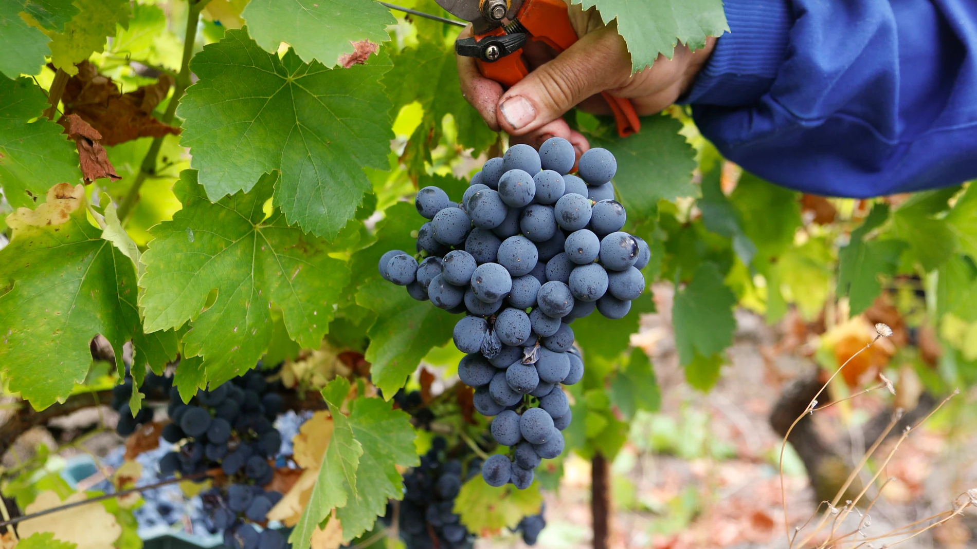 FOTODELDÍA DOADE (SOBER) RIBEIRA SACRA (GALICIA), 06/09/2024.-Vista de lavendimia en la Ribeira Sacra (Galicia) este viernes, que se extiende por las principales zonas productoras del país, mientras las organizaciones agrarias denuncian el bajo precio al que los viticultores han de vender la uva y ya cifran las pérdidas en 1.500 millones de euros.-EFE/ Eliseo Trigo