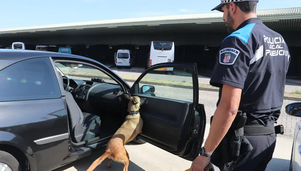 Uno de los perros de la unidad busca alguna droga en el interior de un vehículo estacionado en la estación de autobuses de Palencia